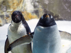 カメラ目線なペンギンの写真