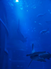 大回遊水槽のジンベイザメの写真